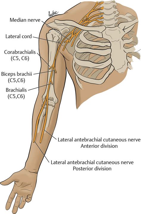 Clinical Aspects of Peripheral Nerve Lesions in the Upper Limb | Neupsy Key