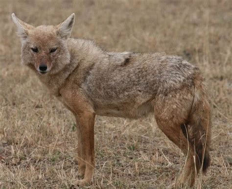 Top 10 Amazingly Adaptive Sahara Desert Animals - The Mysterious World