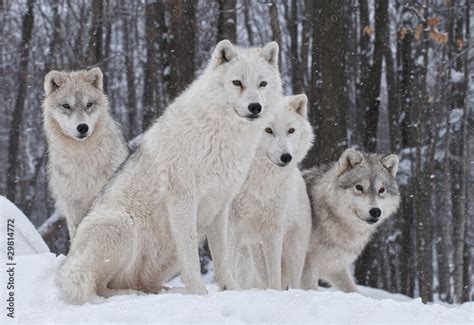 Arctic Wolf Pack Stock Photo | Adobe Stock