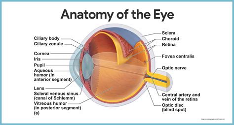 Eye Model Anatomy And Physiology