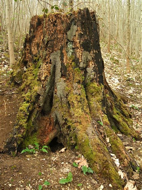 Rotting Tree Stump | Slowly becoming nutrient... Taken in ea… | Flickr