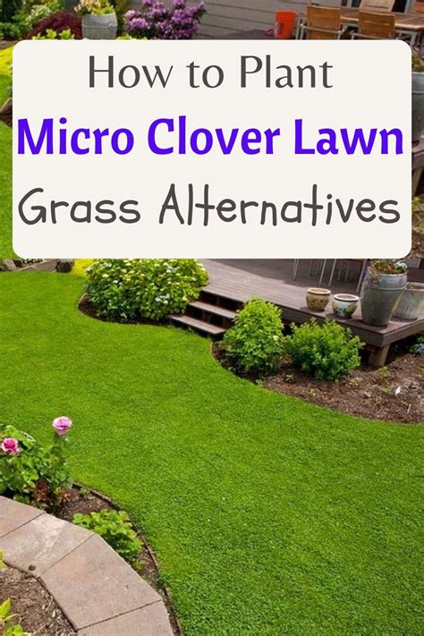 how to plant micro clover lawn Clover Lawn, Backyard Makeover, Backyard ...