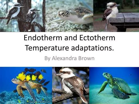 PPT - Endotherm and Ectotherm Temperature adaptations. PowerPoint ...