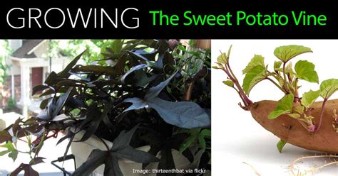 How To Care For Ornamental Sweet Potato Vine