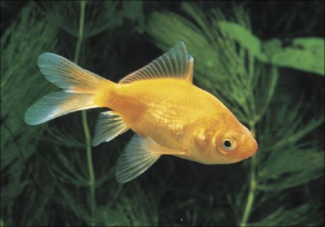 Goldfish Varieties: A Brief Look at Some of the Many Types | PetHelpful