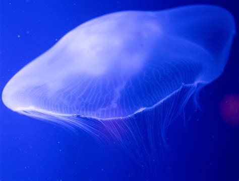 What Do Jellyfish Eat? – VenomFiles