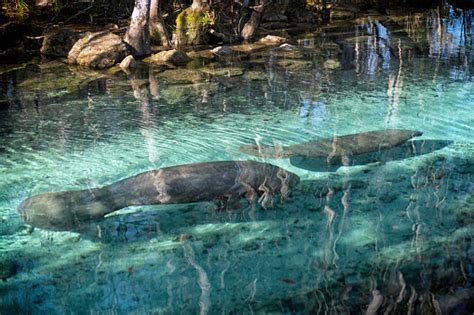 Manatees At Three Sisters Springs Stock Photo - Download Image Now - iStock