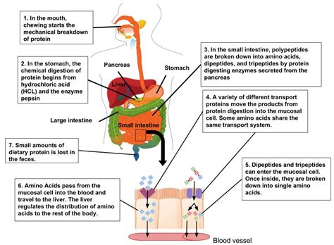 Protein Digestion and Absorption – Human Nutrition