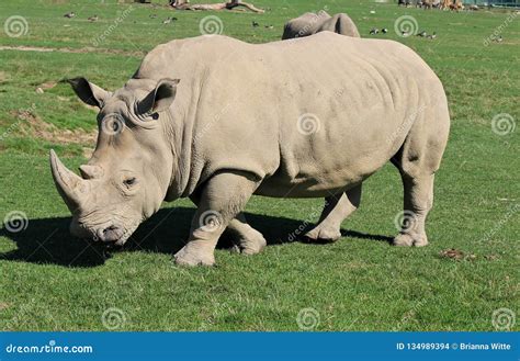 Run Away Rhino stock photo. Image of dangerous, animal - 134989394