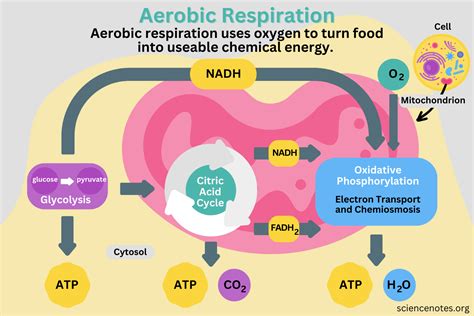 Aerobic Respiration Definition, Diagram, and Steps Recently updated ...