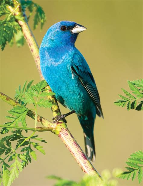 Indigo Bunting – Aspen Song Wild Bird Food