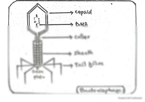 SOLUTION: Hand Made Diagram(Structure) of Bacteriophage Virus (Full ...