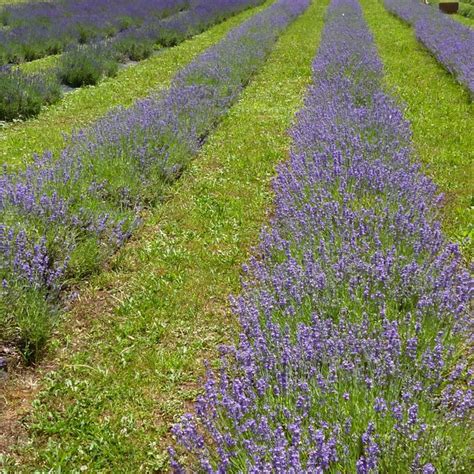 Hidden Spring Farm does it all for the love of lavender | Lavender farm ...