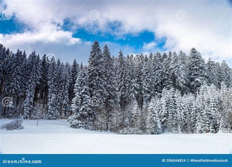 Winter Cedar Forest Landscape, Tall Pine Trees on the Snow, Mountain ...