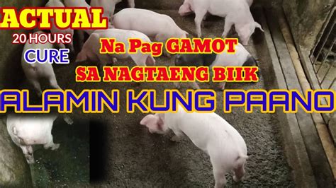 pag gamot sa pagtatae ng biik actual na gamotan - YouTube