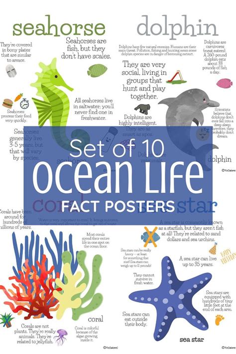 Ocean Animal Fact Posters | Ocean animals, Ocean theme preschool ...