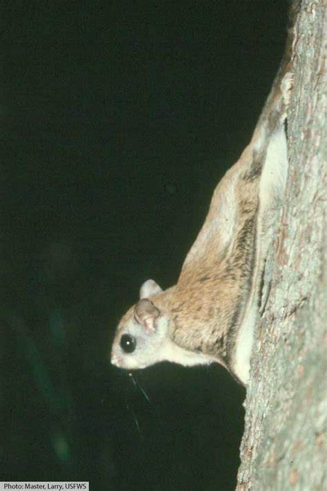 Flying Squirrels Facts: Meet The Gliding Rodents Of North America!