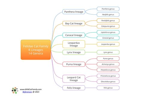 Felidae Evolution ~ Cat Family Tree ~ Wild Cat Lineages