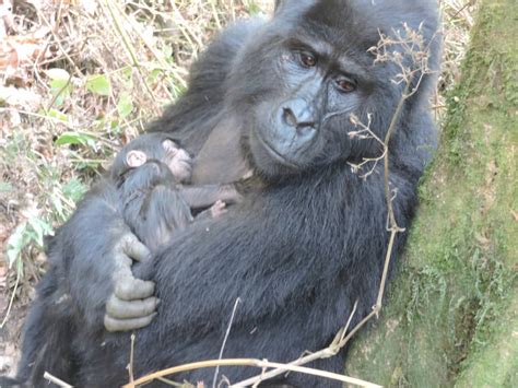 New Mountain Gorilla Baby Born in Bwindi - The Gorilla Organization