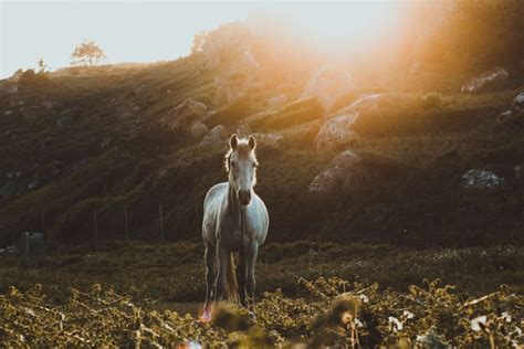 White Horse - World Folklore