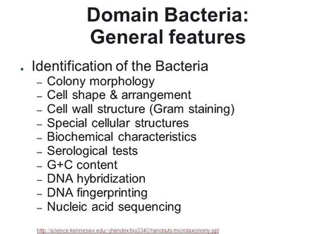 Bacteria - Domain Bacteria Characteristics