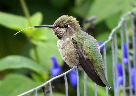 Female Anna's Hummingbird Preening | BirdNote