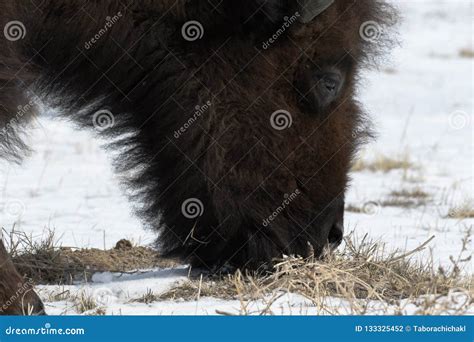 American Bison Grazing on the Prairie in Winter Stock Photo - Image of ...