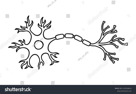 568 Human Nerve Cells Peripheral Images, Stock Photos & Vectors ...