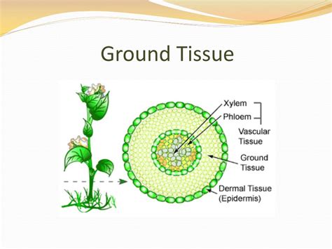 Ppt Cells And Tissues Of The Plant Body Powerpoint