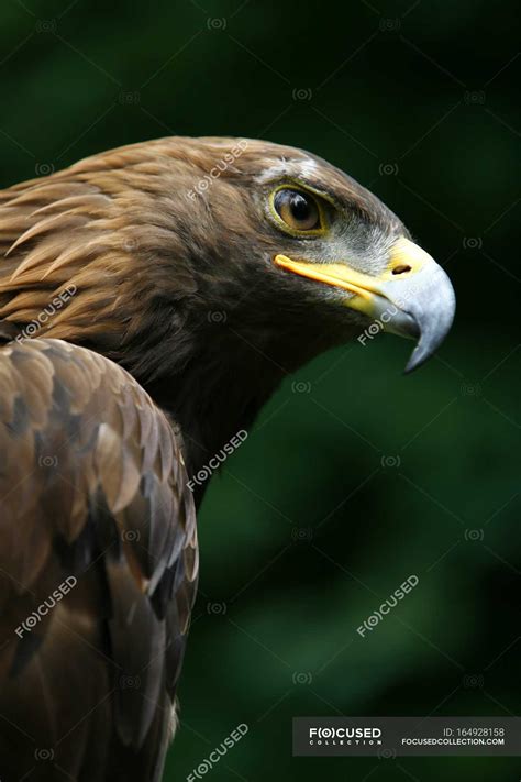 Golden Eagle Face — ecology, live - Stock Photo | #164928158