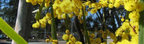 Indigenous plants | Sustainable Gardening Australia