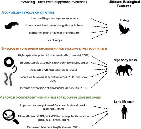 Convergent evolution. a Convergent evolution of flying: bird, bats ...