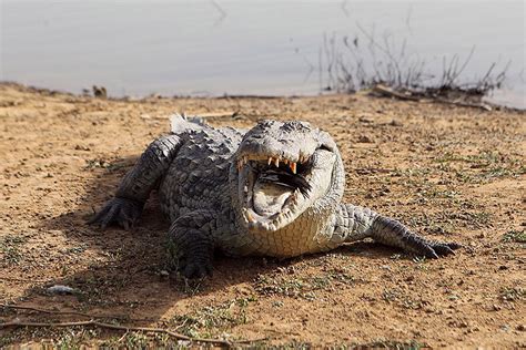 Humongous ancient crocodile fossil discovered in Sahara - CSMonitor.com