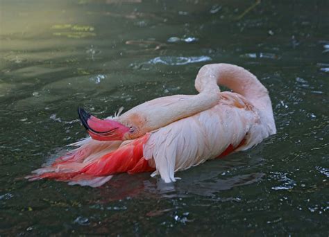 Pictures and information on Greater Flamingo