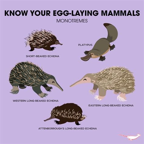 Who isn't excited by egg-laying mammals? This is a great intro to ...