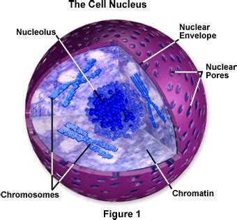 Molecular Expressions Cell Biology: Animal Cell Structure - Nucleus