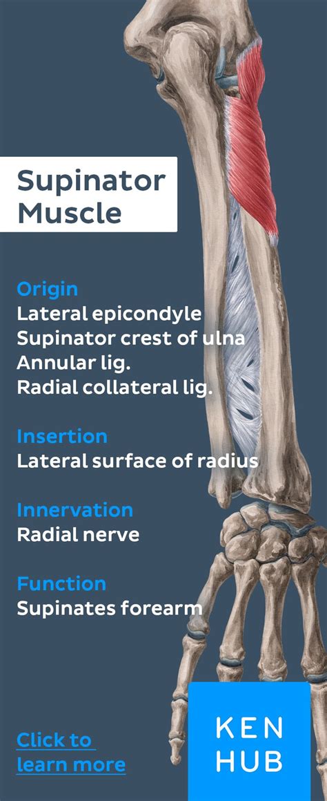 Deep posterior forearm muscles | Muscle anatomy, Anatomy, Anatomy and ...