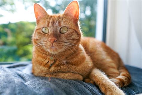 10 Adorable Orange Cat Breeds | Friendly Orange Breeds of Cats