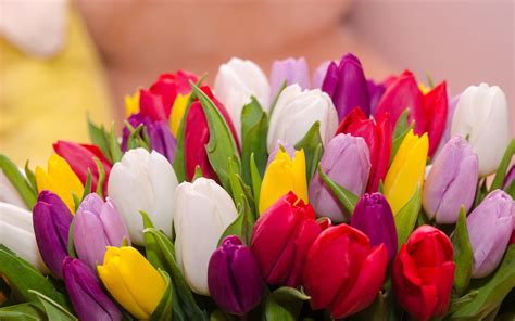 Viele Tulpen, bunte Blumen, Strauß 3840x2160 UHD 4K Hintergrundbilder ...