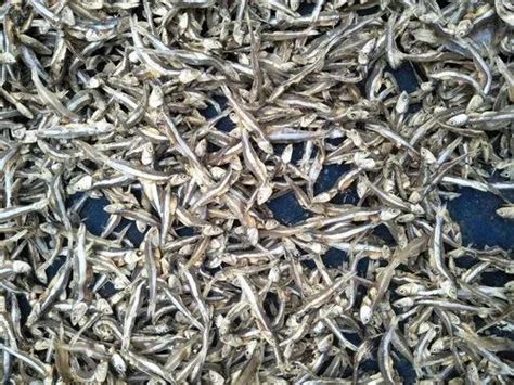 Dry Nethili Fish, For Mess at Rs 300/kg in Chennai | ID: 22806711588