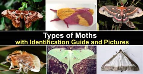 Moth Cocoon Identification