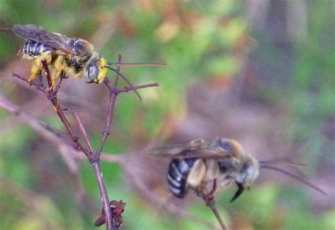 Longhorned Bees resting: Bachelor Party - What's That Bug?