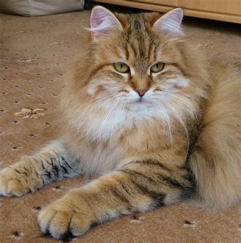 My Cats - Lunik Tyen. Breeder of Traditional Siberian Cats.