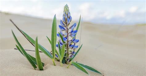 What Plants Grow in Beach Sand? - Alt Gov