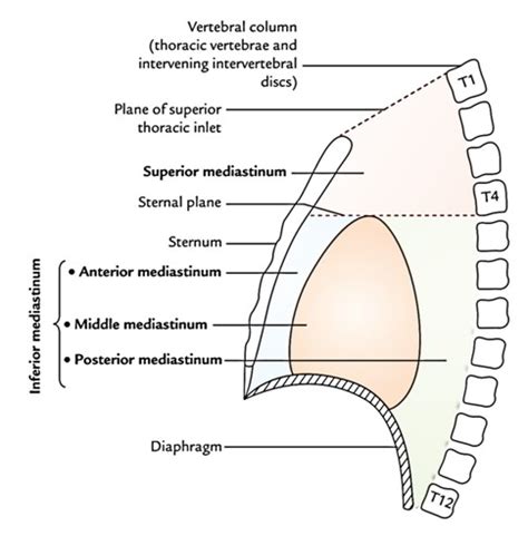 Easy Notes On 【Anterior Mediastinum】Learn in Just 4 Minutes!