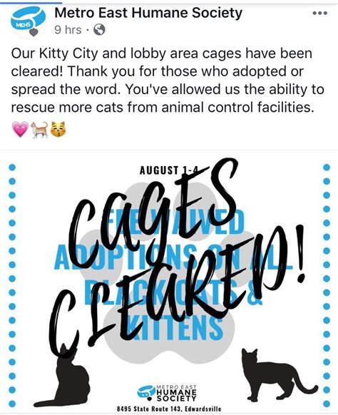 All of my local shelter’s adoptable cats found homes! : r/MadeMeSmile