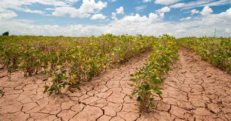 How will climate change transform agriculture? - Agriculture Nigeria