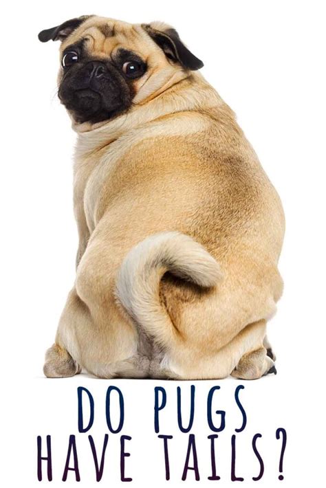 Do Pugs Have Tails? A Guide To The Popular Curly Pug Tail