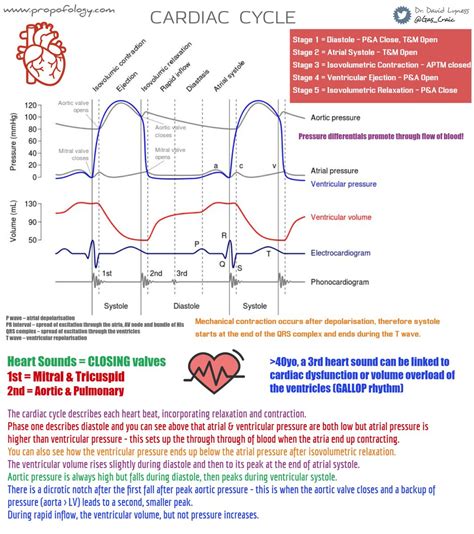 Cardiac Cycle Ecg