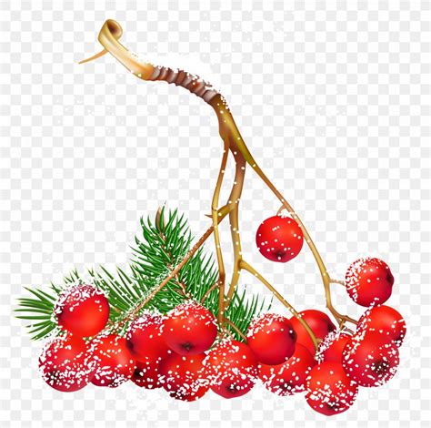 Common Holly Christmas Berry Clip Art, PNG, 5132x5098px, Juice, Berry ...